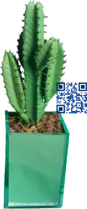 Arranjo de Cacto 