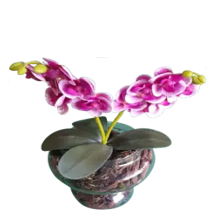 Arranjo de Orquídeas