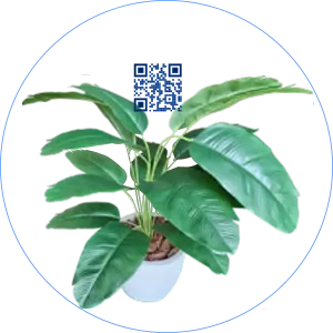 Arvore de Orelha de Elefante